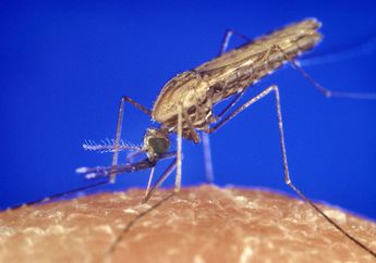 Hebat! Jamur Ini Bisa Hasilkan Racun yang Bisa Basmi Nyamuk Malaria!