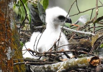 480 Koleksi Gambar Burung Elang Dari Styrofoam Gratis Terbaik