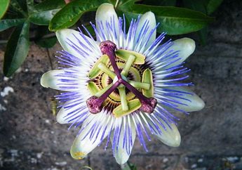 Bunga Tropis Biru yang Tidak Kalah Cantik dengan Bunga Lainnya, Apa saja, ya?