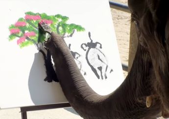 Ada Gajah yang Bisa Melukis, Ini 5 Kemampuan Gajah yang Istimewa
