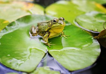 Pernapasan Hewan Amfibi: Katak Menggunakan 4 Alat Pernapasan