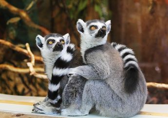 Sedih, Lemur Jadi Primata yang Paling Terancam Punah di Dunia