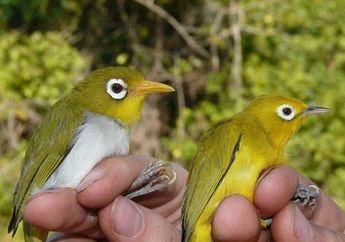 Keren, Spesies Burung Baru Ditemukan di Sulawesi! Seperti Apa, ya?