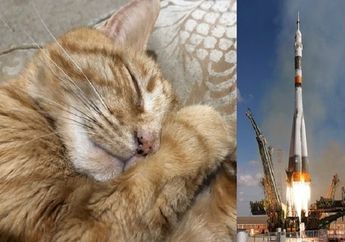 Akan Ada Abu Kremasi Kucing yang Dikirim ke Antariksa, Apa Tujuannya?