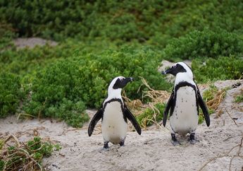 Tidak Tinggal di Antartika, Ini Spesies Penguin Pertama yang Ditemukan Manusia