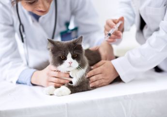 Ternyata Anjing dan Kucing Juga Harus Divaksin, lo! Kenapa, ya?