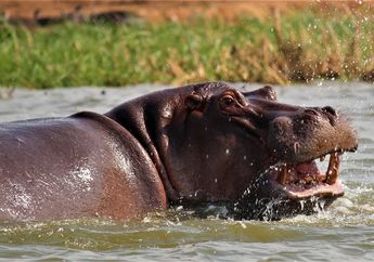Gawat, Kurangnya Kotoran Kuda Nil Membuat Ekosistem Danau Afrika Terancam