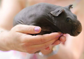 Tidak Punya Bulu, Jenis Guinea Pig Ini Terlihat seperti Bayi Kuda Nil