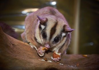 Mirip Seperti Tupai, Cari Tahu Fakta Tentang Sugar Glider, yuk!