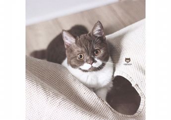 Kenalan dengan Gringo, yuk! Kucing yang Punya Corak Kumis di Wajahnya