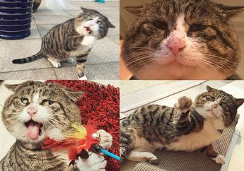 Ah Fei, Kucing Gembul yang Ekspresinya Bisa Bikin Harimu Jadi Menyenangkan