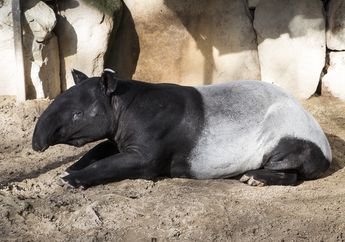 Memiliki Peran Menjaga Ekosistem Hutan, Kenalan dengan Tapir, yuk!
