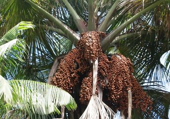 Tidak Hanya di Timur Tengah, Di California juga Ada Perkebunan Kurma