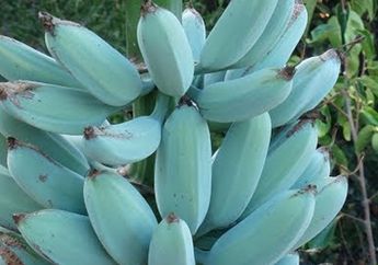 Kenapa Blue Java Banana Memiliki Rasa yang Mirip Es Krim Vanila?