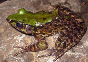 Unik! Katak ini Baru Menampakkan Warnanya Ketika Terkena Cahaya