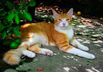 Jarang Terlihat Kepanasan, Apa Kucing Juga Berkeringat Seperti Kita?
