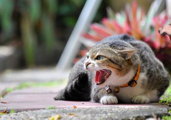 Dicakar Kucing? Tetap Tenang dan Lakukan Ini untuk Mengatasinya