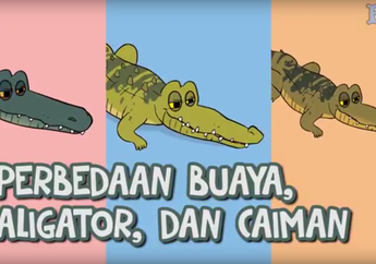 Sama-sama Menakutkan, Ternyata Ini Bedanya Buaya, Aligator, dan Caiman