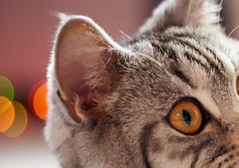 Apa Fungsi Lubang Kecil di Telinga Kucing yang Terlihat Seperti Kantung?