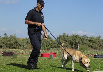 Pintar dan Hebat, Ini 5 Jenis Anjing yang Sering Digunakan Polisi