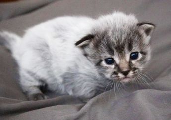 Kucing Bisa Berubah Warna Bulu Karena Fever Coat, Apa Itu Fever Coat?