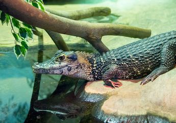 Dijuluki Sebagai Raja Sungai, Kenalan dengan Black Caiman, yuk!