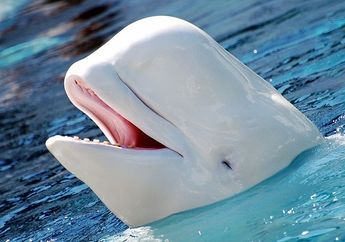 Wah, Seekor Paus Beluga Mengembalikan Ponsel Turis yang Terjatuh ke Laut