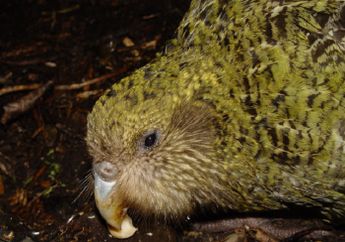 Seekor Beo Kakapo Mengalami Operasi Otak Pertama, Apa Tujuannya, ya?