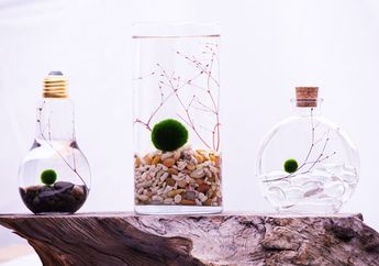 Marimo, Bola Lumut yang Dipelihara Banyak Orang, Pernah Lihat?
