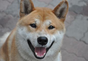 Jadi Anjing Favorit di Jepang, Ini Fakta Shiba Inu yang Menggemaskan!