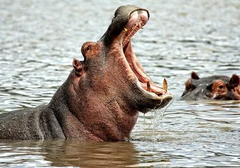 5 Hewan yang Tampak Lucu Ini Ternyata Punya Gigitan Kuat dan Berbahaya