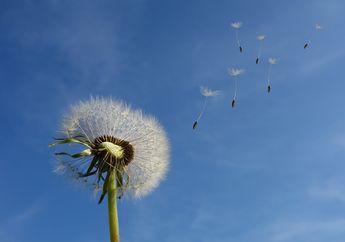 Bunga Dandelion, Bunga Istimewa yang Bisa 'Terbang'