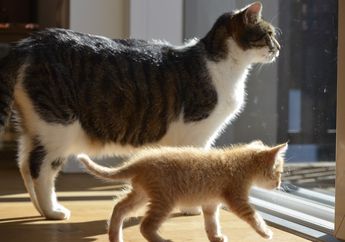 Tidak Boleh Dimandikan, Ini Dia Serba-serbi Kucing Setelah Melahirkan