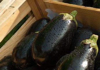 Sering Dianggap Sayur, Ternyata Terong Buah yang Kaya Manfaat