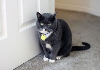 Wah, Kucing Juga Bisa Dilatih Melakukan 3 Trik Sederhana! Mau Coba?