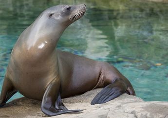 Bisa Berenang Sedalam 274 Meter, Cari Tahu Fakta Singa Laut, yuk!