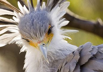 Punya Bulu Mata Lentik, Cari Tahu Tentang Burung Sekretaris, yuk!