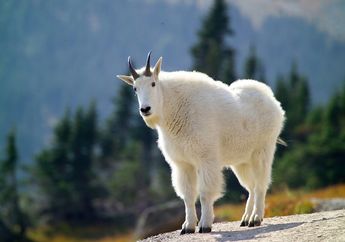 Berlari Cepat di Tempat Berbatu, Cari Tahu Fakta Kambing Gunung, yuk!