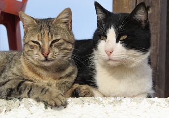Benarkah Kucing Liar Bisa Membantu Mencari Kucing Peliharaan yang Hilang?