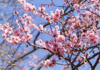Selain Sakura, Ini Bunga Cantik Lainnya pada Setiap Musim di Jepang