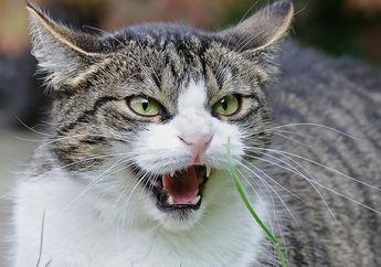 Wah, Ternyata Ada Orang yang Fobia Kucing, lo! Apa Sebabnya, ya?