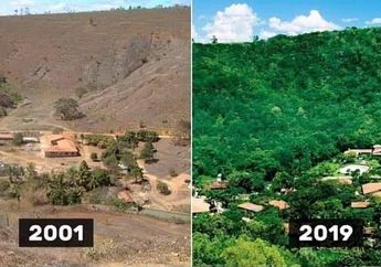 Perlu 20 Tahun untuk Memulihkan Sebuah Hutan di Brazil yang Sudah Mati