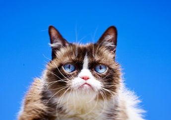 Sedih, Grumpy Cat Si Kucing Judes dengan Jutaan Follower Wafat