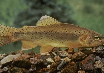 Mirip dengan Ikan Salmon, Cari Tahu Tentang Ikan Trout, yuk!
