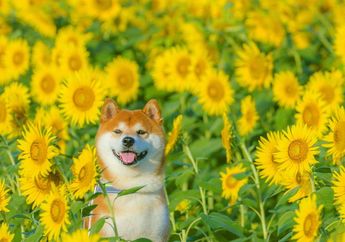Lucunya Hachi, Shiba Inu yang Jadi Model Foto di Kebun Bunga di Jepang