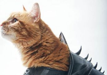 Kucing Tabby Ini Terlihat Keren Saat Mengenakan Baju Zirah Buatan Pemiliknya