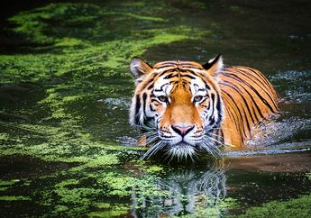 Harimau Punya Kumis, Apa Fungsi Kumis Harimau, ya? #AkuBacaAkuTahu