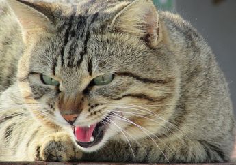 Punya Kucing Pemarah atau Galak? Bisa Jadi Karena Meniru Kebiasaan Kita