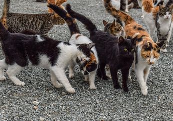 Meski Baik, Memberi Makan Kucing Liar di Bawah Meja Rumah Makan Bisa Berbahaya, lo! Ini Alasannya