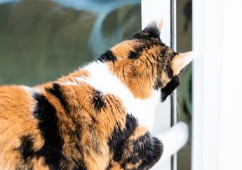 Kucingmu Pergi dari Rumah? 7 Hal Ini Bisa Jadi Penyebabnya